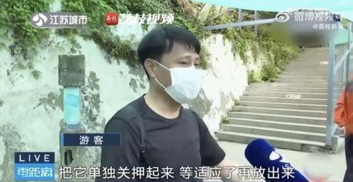 网红吃瓜前线,揭秘娱乐圈最新热点事件