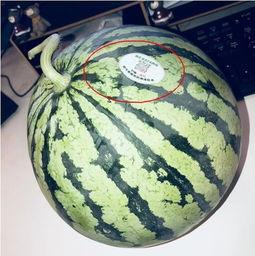 潍坊吃瓜网红有哪些人,揭秘网络红人的多彩人生