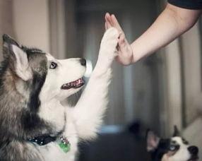 武汉宠物爆料事件视频,真相与争议交织