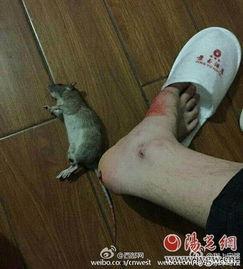最新爆料老鼠事件视频