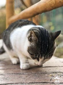 仙家猫爆料娜美视频大全,娜美视频大全精彩瞬间大盘点