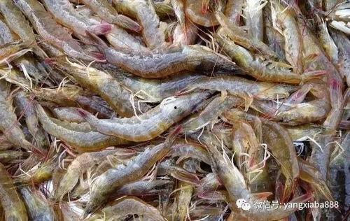 对虾养殖爆料视频播放,视频爆料揭示养殖全过程