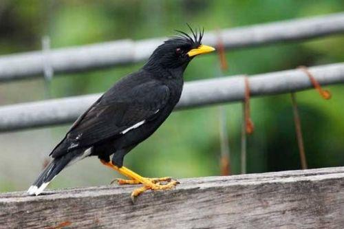 娱乐吃瓜小八哥是谁